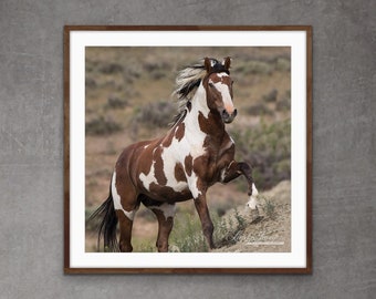 Wild Horse Photography Wild Horse Picasso Print - “Picasso Runs Up”