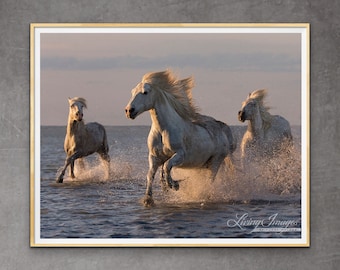 Wild Horse Photography White Camargue Horse Print - “Camargue Horses Sunset Run”