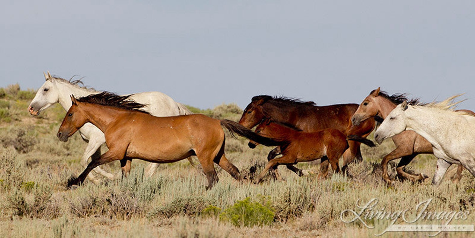 Лошадка говорит игого. Лошадь зима. Тыгдынский конь. Чайковского презентация. Ой лошадей.