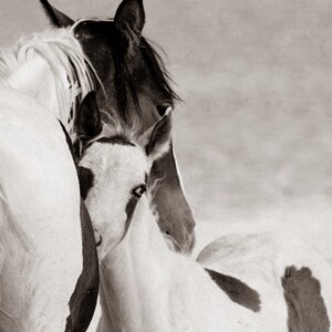 Wild Horse Photography Wild Horse Mare and Foal Print Nuzzle image 6