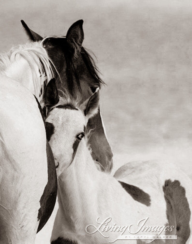 Wild Horse Photography Wild Horse Mare and Foal Print Nuzzle image 6