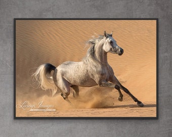 Horse Photography Arabian Horse in Dunes Print - “Desert Stallion Runs in the Dunes”