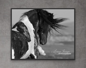 Wild Horse Photography Wild Pinto Stallion Washakie Print - “Black and White Stallion Strikes”