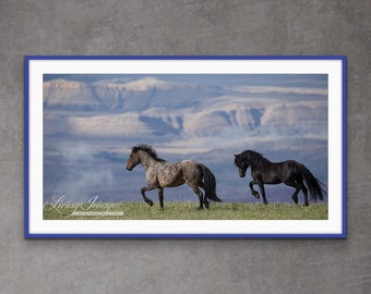 Wild Horse Photography Wild Stallions Pryor Mountains Print - “Custer and Galaxy”