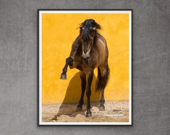 Horse Photography Buckskin Horse Print - “Lusitano Stallion Reaches Out”