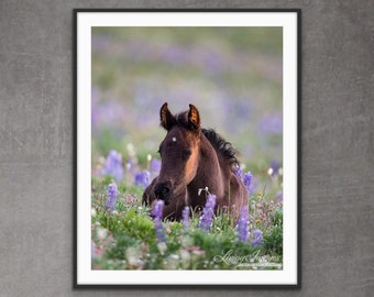 Wild Horse Photography Wild Foal in the Flowers Print - “Filly in the Lupine”