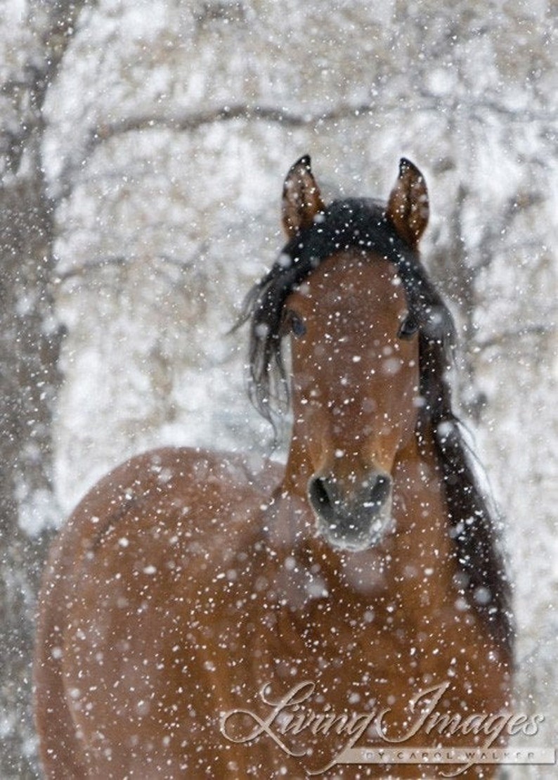 Horse Photography Bay Andalusian Horse Falling Snow Print Snow Stallion image 4