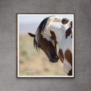 Wild Horse Photography Wild Horse Picasso Sand Wash Basin Print - “Pride of Picasso”