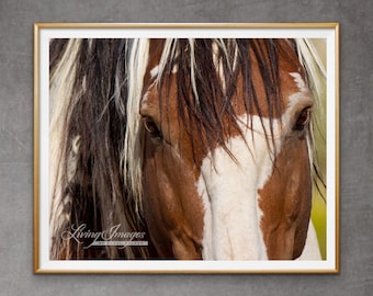 Wild Horse Photography Wild Stallion Picasso Print - “Picasso&#39;s Eyes“