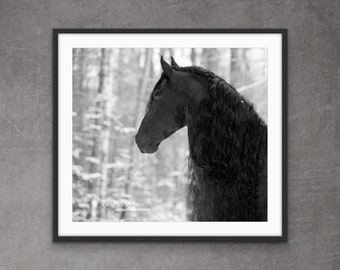 Horse Photography Friesian Stallion Black Horses Winter Wall Art Black and  White Print “Friesian Stallion in the Snow’s Portrait”