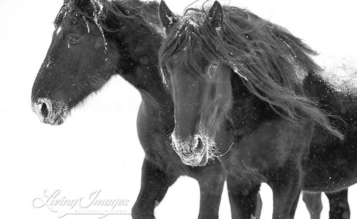 Horse Photography Black Percheron Winter Snow Draft Horse | Etsy