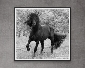 Horse Photography Merens Black Horse Print - “Fairy Tale Stallion Runs”