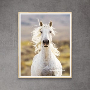 Wild Horse Photography Wild White Adobe Town Stallion Print - “Freedom’s Call”