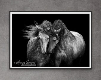 Horse Photography Andalusian Stallions Dark Print - “Two Andalusian Stallions”