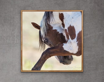 Wild Horse Photography Wild Pinto Stallion Picasso Print - “Picasso Strikes II”