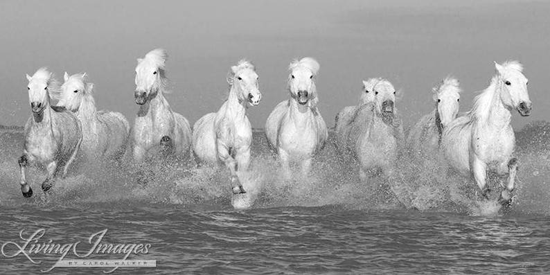 Wild Horse Photography White Camargue Horses Print Camargue Horses Running image 4