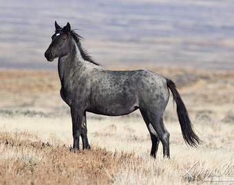 Wild Blue Roan Mare - Fine Art Wild Horse Photograph - Wild Horse - Adobe Town - Fine Art Print