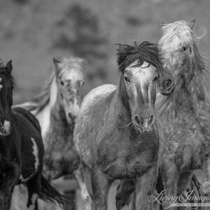 K&ouml;nnte beinhalten: Schwarz-Wei&szlig;-Fotografie von vier Pferden. Die Pferde, in verschiedenen Grau- und Schwarzt&ouml;nen, sind in einer Nahaufnahme zu sehen. Ein Pferd im Vordergrund frisst Gras. Die Pferde blicken in die Kamera und erzeugen eine dynamische Komposition.