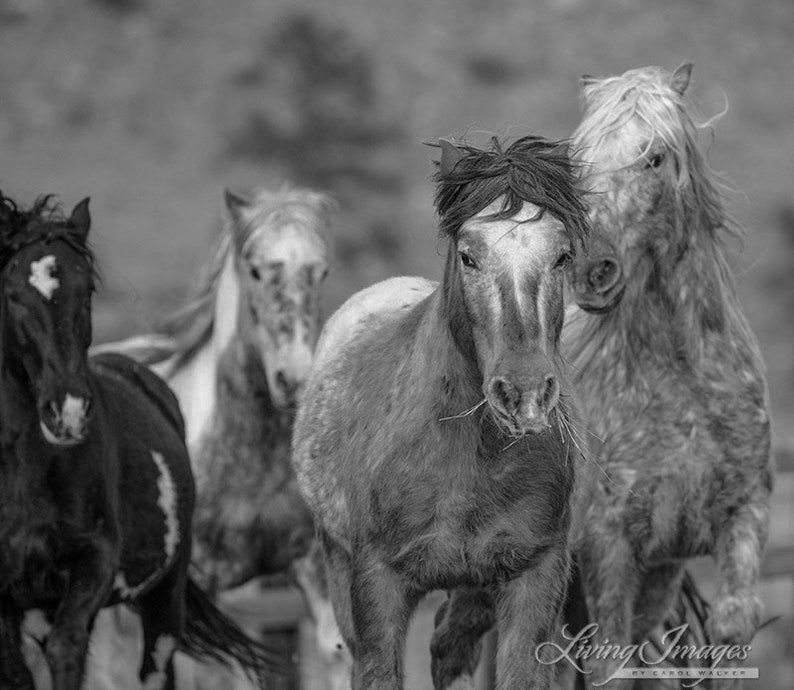 K&ouml;nnte beinhalten: Schwarz-Wei&szlig;-Fotografie von vier Pferden. Die Pferde, in verschiedenen Grau- und Schwarzt&ouml;nen, sind in einer Nahaufnahme zu sehen. Ein Pferd im Vordergrund frisst Gras. Die Pferde blicken in die Kamera und erzeugen eine dynamische Komposition.