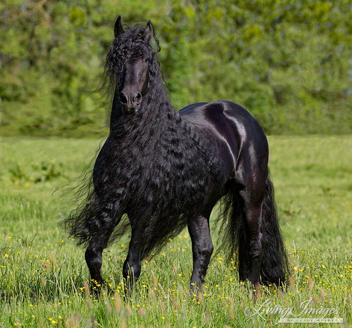 Horse Photography Black Friesian Stallion Print black Friesian Runs Horse Photography Black Friesian Stallion Print black Friesian Runs
