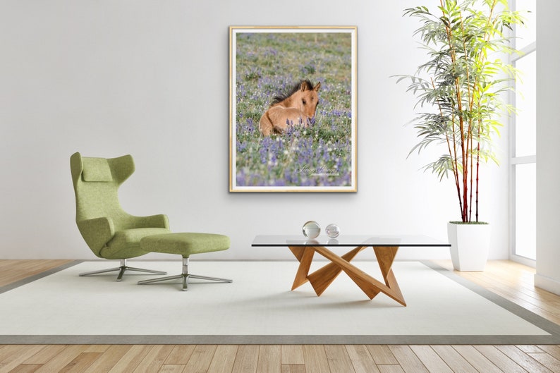 Wild Horse Photography Pryor Mountain Wild Foal Flowers Print Foal in the Lupine image 3