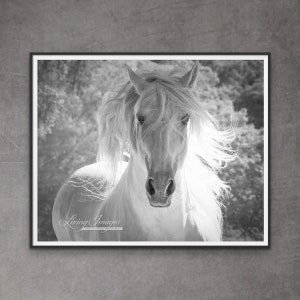 Horse Photography White Andalusian Stallion Print - “The White Stallion’s Mane II”