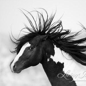 Black and White Stallion - Fine Art Wild Horse Photograph - Wild Horse - Washakie - Black and White - Fine Art Print