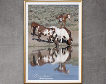 Wild Horse Photography Wild Horse Family Picasso Stallion Print - “Picasso’s Family at the Waterhole”