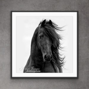 Horse Photography Black Friesian Horse Print - “Friesian Comes Forward II”