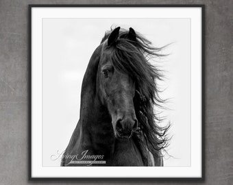 Horse Photography Black Friesian Horse Print - “Friesian Comes Forward II”