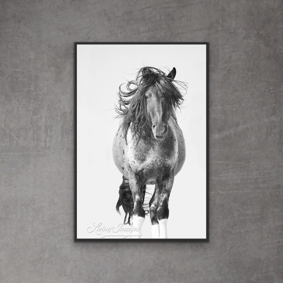 Wild Horse Photography Wild Blue Roan Stallion Blue Zeus Print blue