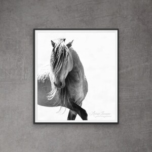 Wild Horse Photography Wild Sable Island Stallion Print - “Sable Island Stallion Turns His Head”
