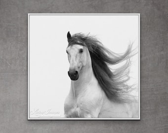 Horse Photograph White Andalusian Horse Print - “Stallion’s Glory II”