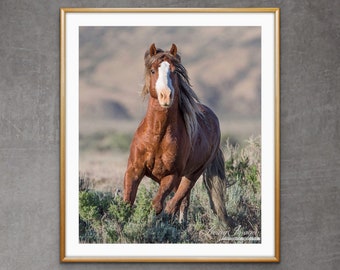 Wild Horse Photography Wild Sorrel Stallion Running Print - “Wild and Free in Adobe Town“