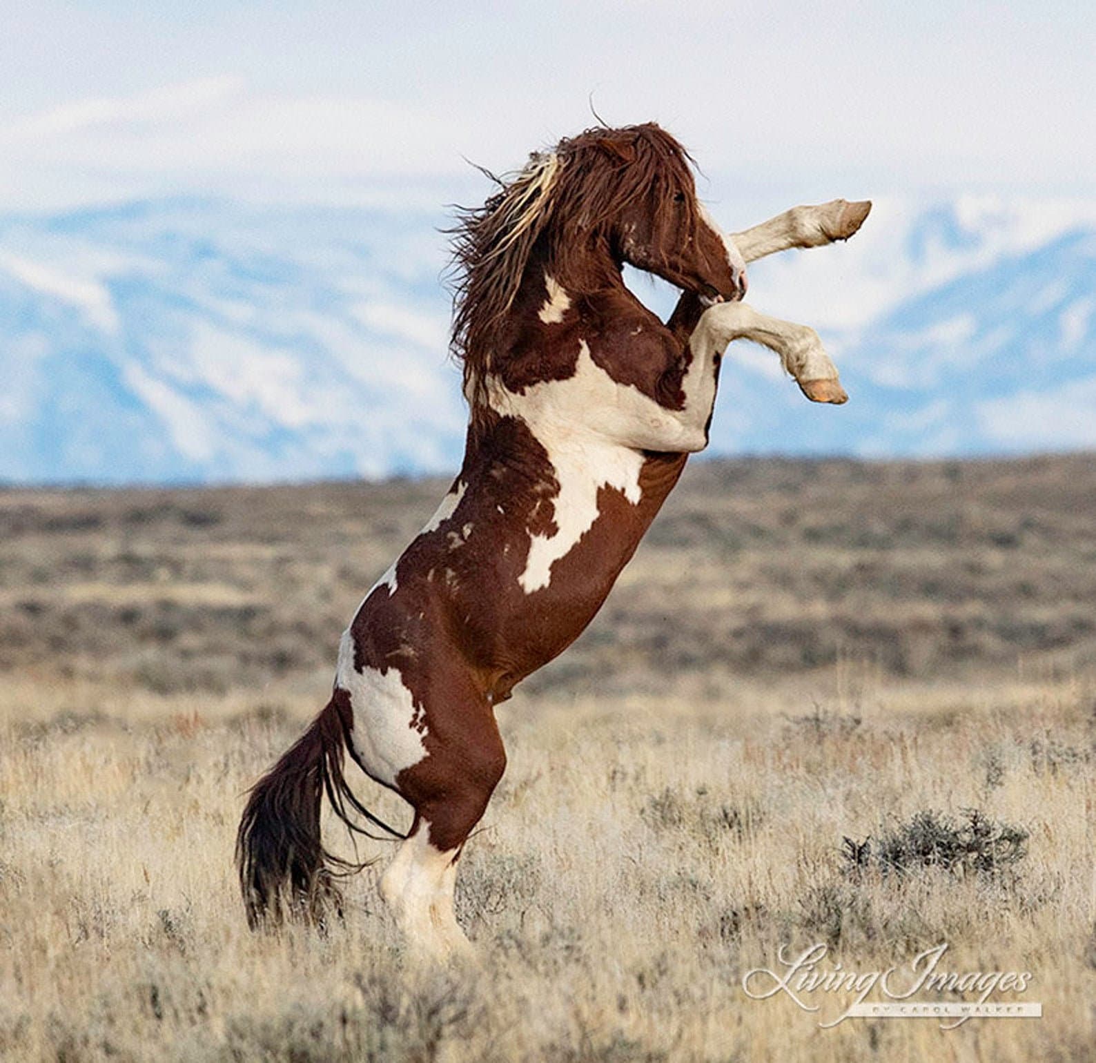 Wild Horse Photography Wild Pinto Stallion Rearing Print - “flash Rears” -  Etsy, image size:1588x1540