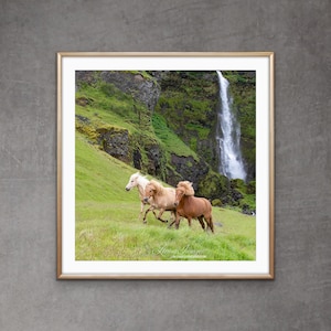 May include: Three Icelandic horses run through a grassy field with a waterfall in the background. The horses are a light brown, a white, and a darker brown. The waterfall is cascading down a rocky cliff face.