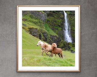 Puede incluir: Tres caballos islandeses corren por un campo de hierba con una cascada de fondo. Los caballos son de color marrón claro, blanco y marrón oscuro. La cascada cae en cascada por un acantilado rocoso.
