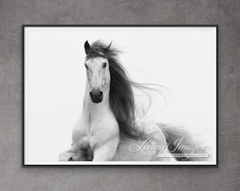 Horse Photography White Andalusian Stallion Running Print - “Stallion's Glory”