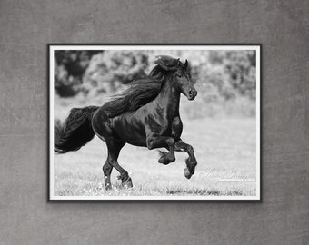 Horse Photography Friesian Horse Running Print - “Black Friesian Gallops”