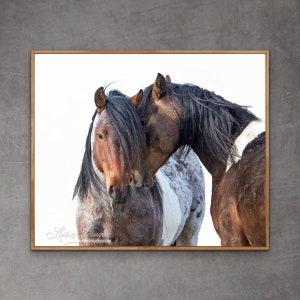 Wild Horse Photography Wild Roan Pinto Stallions Print - “Two Wild Pinto Brothers”