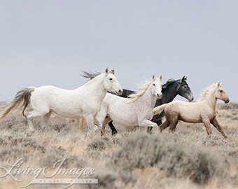 Adobe Family Runs - Fine Art Wild Horse Photograph - Wild Horse - Fine Art Print - Adobe Town