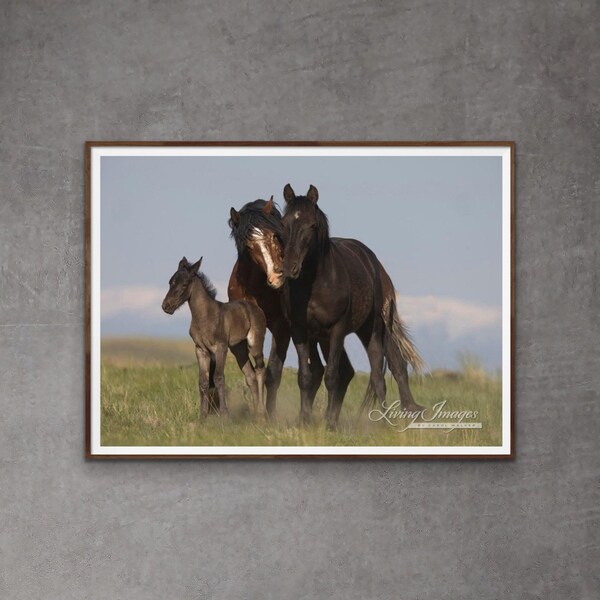 Wild Horse Photography Wild Horse Stallion Mare and Foal Print - “Wild Family in the Spring”