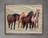 Wild Horse Photography Wild Horse Family Adobe Town Print - “Wild Family Leans”