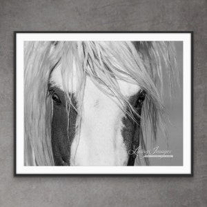 Wild Horse Photography Wild Pinto Stallion Thor Print - “Thor’s Eyes”