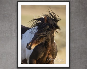 Wild Horse Photography Wild Pinto Stallion Print - “Wild Stallion's Head Shake”