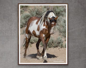 Wild Horse Photography Wild Pinto Stallion Picasso Print - “Picasso's Dance”