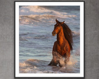 Horse Photography Andalusian Horse Ocean Print - “Ocean Horse at Sunset”