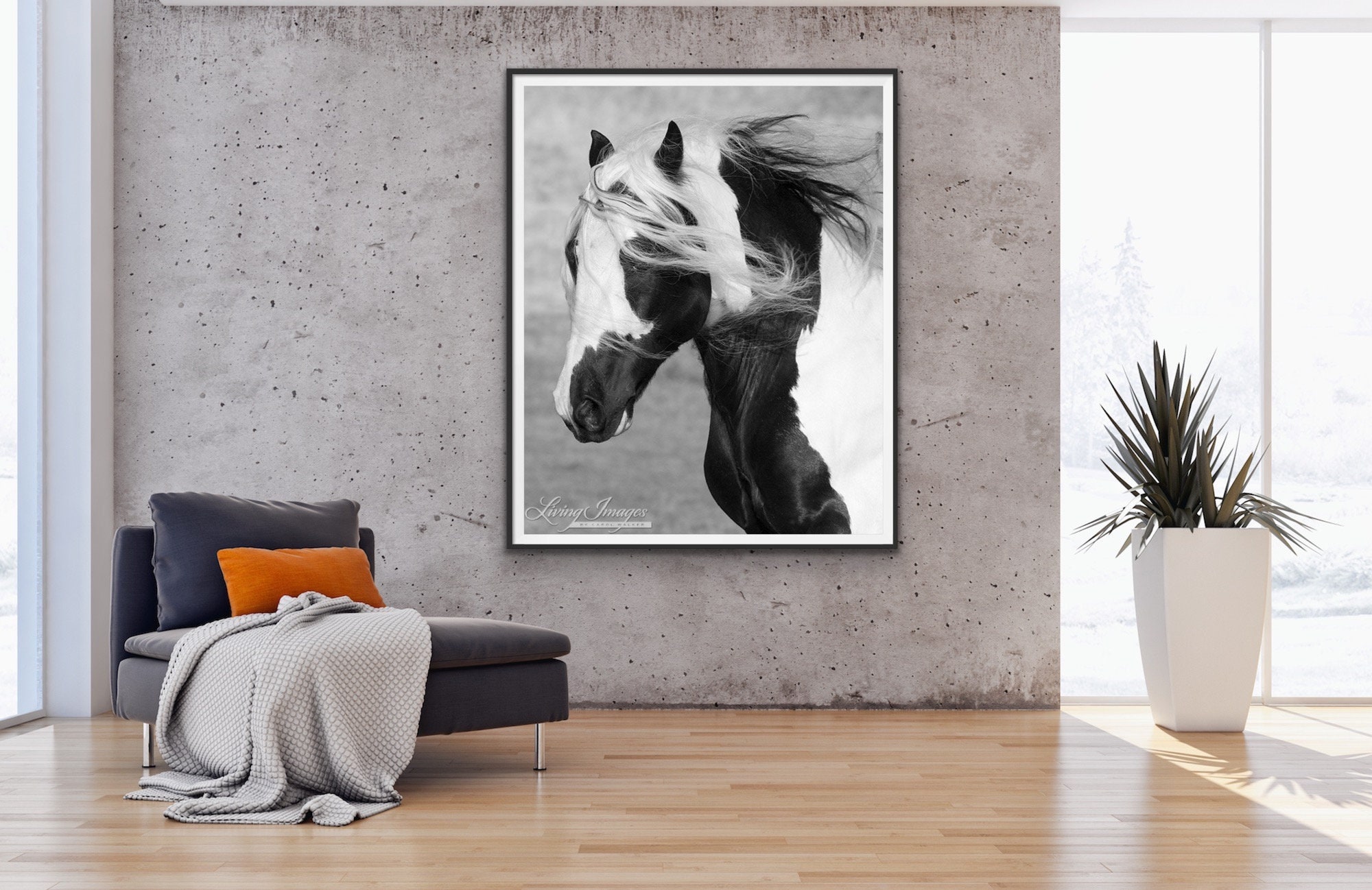 Horse Photography Gypsy Vanner Stallion Print Gypsy Runs | Etsy