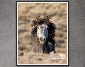 Wild Horse Photography Wild Adobe Town Stallion Print - “Head On”