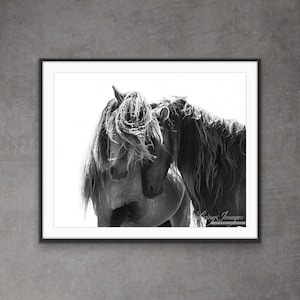 Wild Horse Photography Sable Island Wild Horse Print - “Two Sable Island Stallions”.